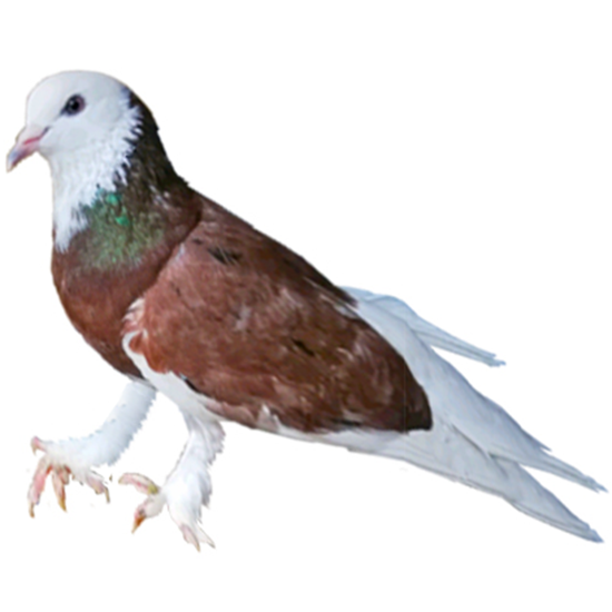 Donek Pigeon